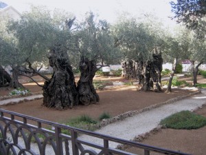The courtyard of the Garden of Gethsamni church.