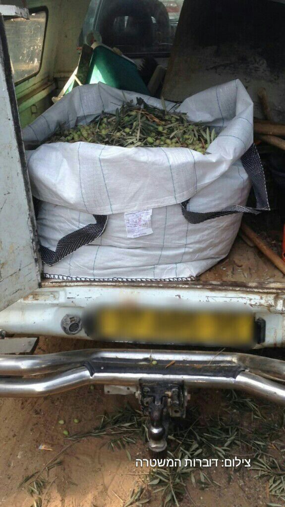 One of the many sacks of olives seized yesterday.