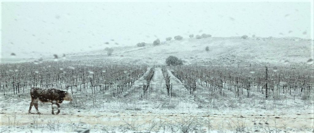 A solitary cow trudges past a vineyard on the snowy and rainy Golan this morning.