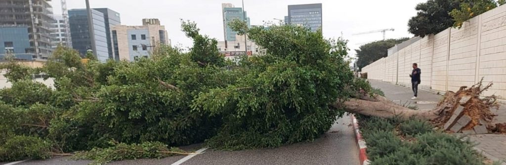 The scene all over Israel as the wind blows down trees, electrical lines, and fences. This photo is from Ra'anana where the tree blew down on the freeway.