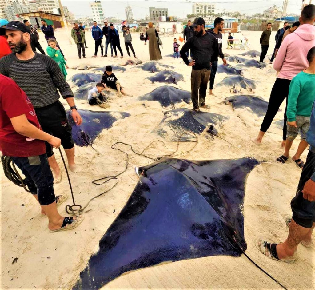 The weather has been a boon to Gaza fisherman who wiped out an entire squadron of giant manta rays off the Gaza coast. The fishermen explained that the mantas are a good source of protein and omega 3.