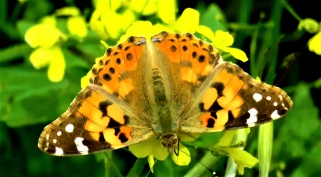 Hundreds of thousands of butterflies landed in northern Israel yesterday.