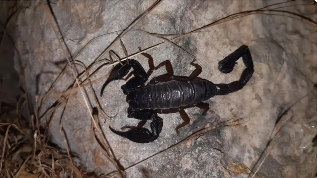 From the Judean Hills to the Negev: MADA reported that 5 people were treated for scorpion bites yesterday. 2 (including a toddler) are in serious condition.