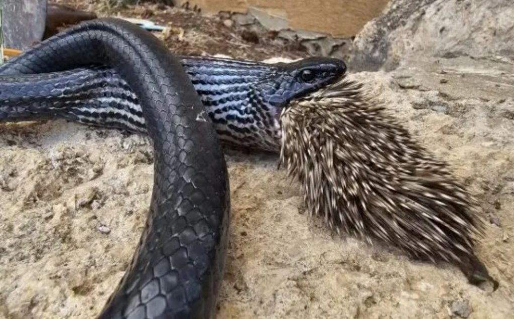 What happened in the Shoham Forest when a black snake tried to eat a porcupine? Unfortunately, they both died.