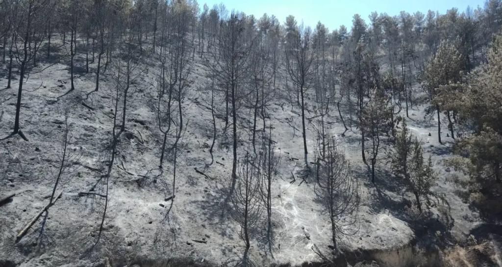 A photo yesterday of another burned forest in the north along the Lebanese border.